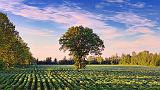 Tree In A Field_12822-3